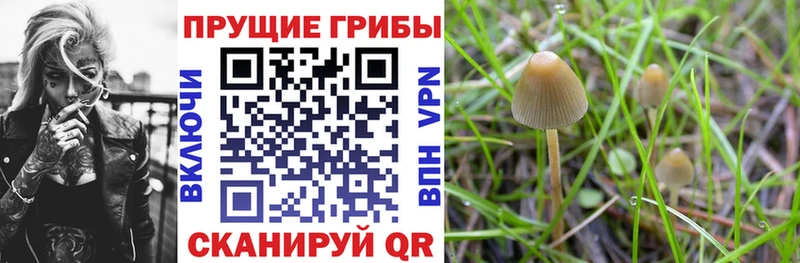 Псилоцибиновые грибы мицелий  KRAKEN ТОР  Таруса 